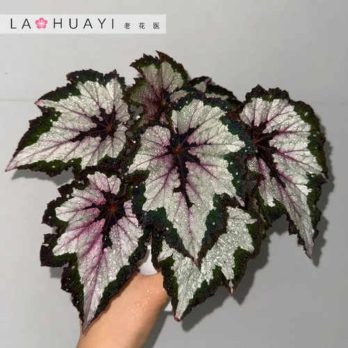 【热植馆】团扇秋海棠热带植物花卉植物室内高端植物观赏