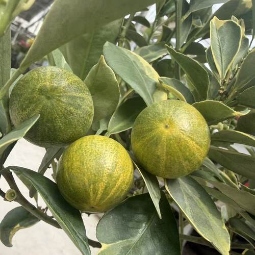 20#号盆花叶小青柠盆栽阳台庭院地栽