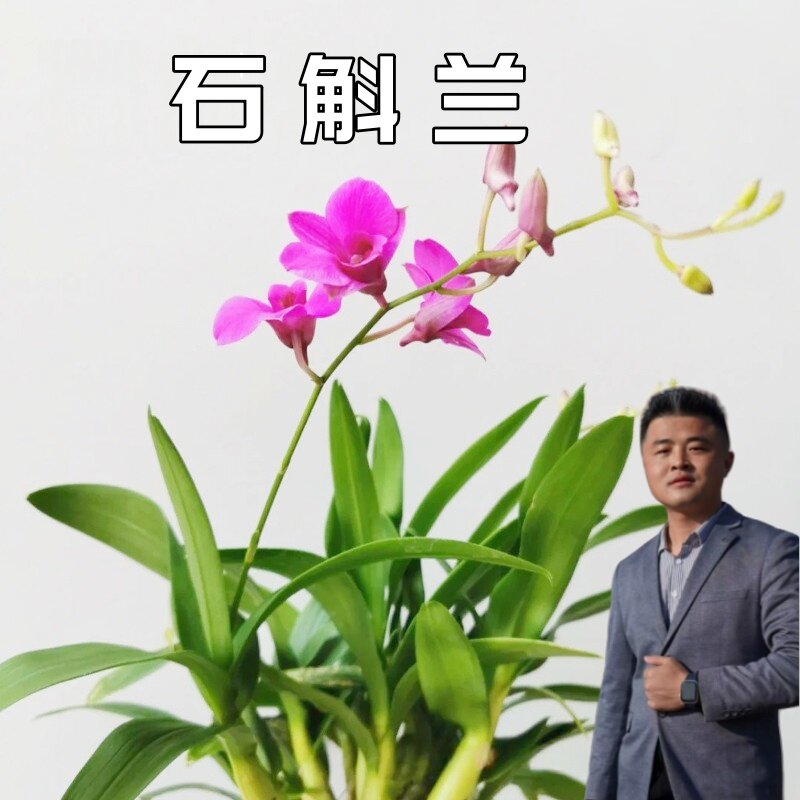 【云】朝阳石斛花好养易活懒人盆栽兰花植物桌面花卉办公室绿植