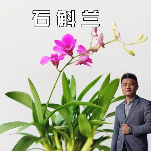 【云】朝阳石斛花好养易活懒人盆栽兰花植物桌面花卉办公室绿植