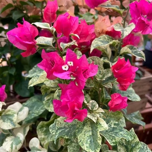 红娘子三角梅种植盆栽好养护易开花