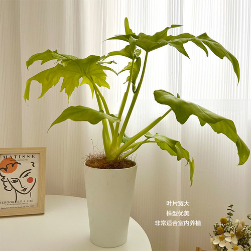 【新基地】黄金春羽锦化热带植物绿植花卉植物室内