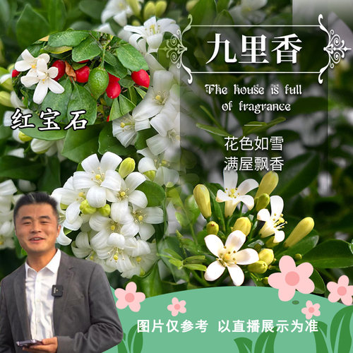 九里香盆栽四季常绿绿植