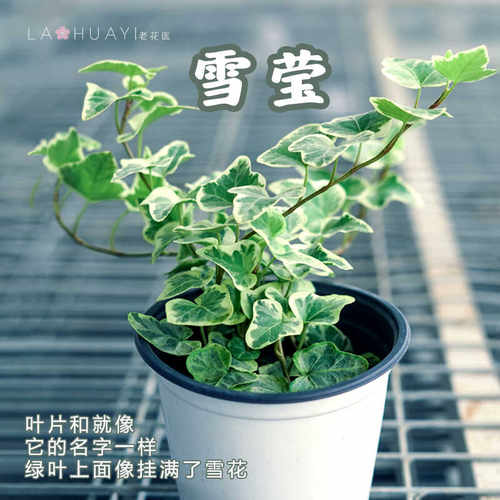 室内好养桌面绿植老花医