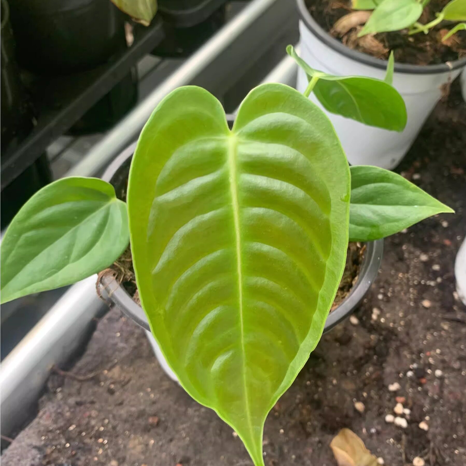 【热植馆】火鹤王花烛天南星科好养绿植盆栽