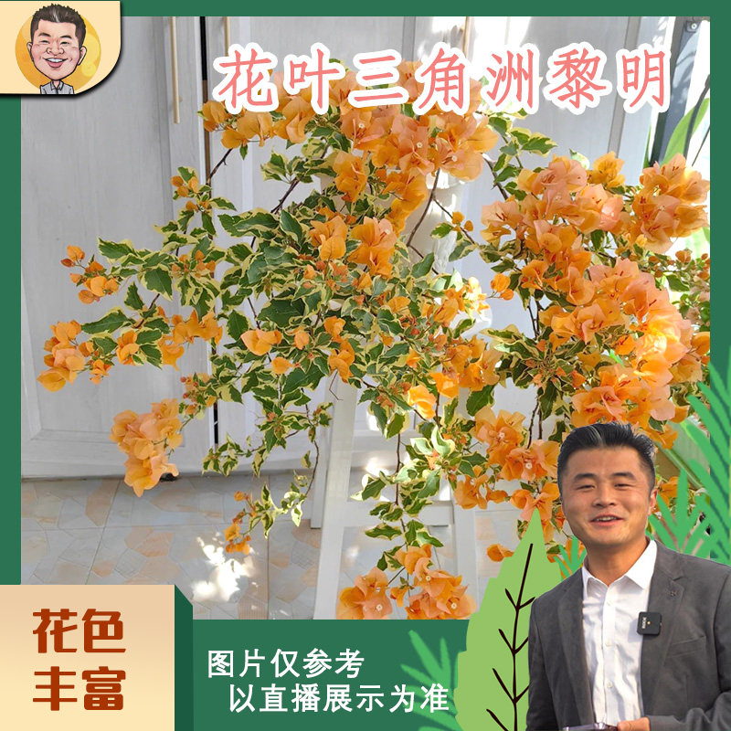 【新基地】花叶黎明三角洲三角梅喜光易养护勤花室内室外阳台