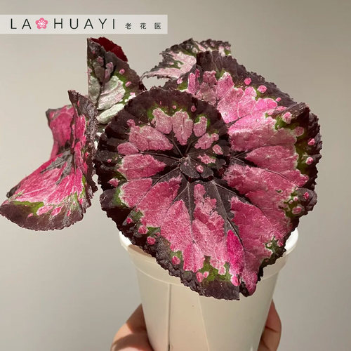 【热植馆】宫廷舞秋海棠热带植物花卉植物室内高端植物观赏