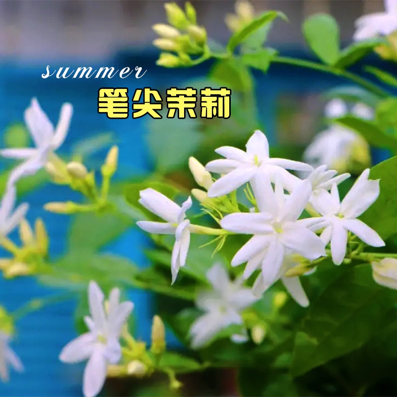 【老花医】笔尖茉莉盆栽花卉室内阳台绿植多年生独棵棒棒糖开花香