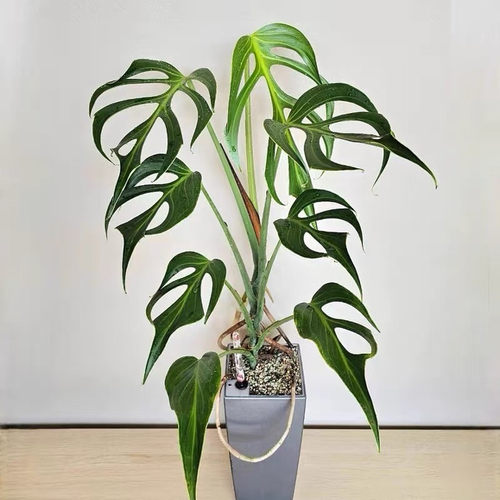 【热植馆】上柱开背巴西龟龟背竹盆栽植物室内耐阴绿植