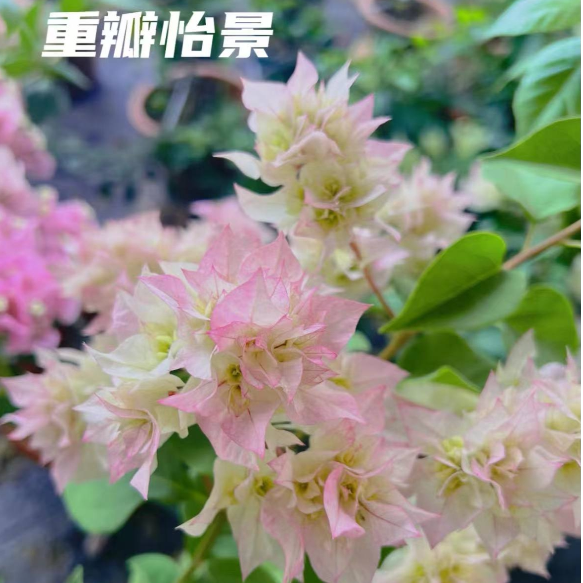 【新基地】重瓣怡景三角梅喜光易养护室内室外庭院花卉观赏植物