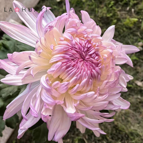 【新基地】品种菊花盆栽苗开花喜光易养护室内外庭院花卉