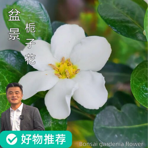 盆景栀子花微型盆景开花盆栽花卉绿植喜光喜水浓香美观