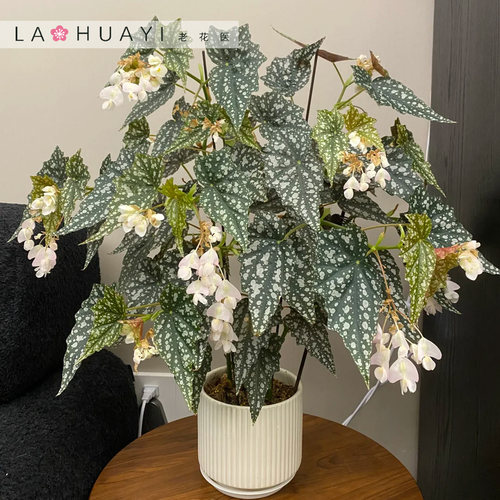 【热植馆】沙丁鱼秋海棠绿植花卉植物室内高端植物观赏