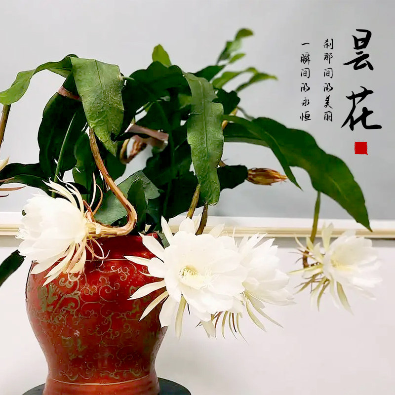 【老花医】昙花盆栽阳台庭院好养护小叶鱼骨令箭昙花卷叶大叶昙花