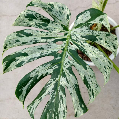 妙蛙龟背竹小苗绿植盆栽好养护
