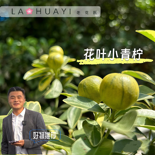 裸根苗花叶小青柠盆栽阳台庭院地栽