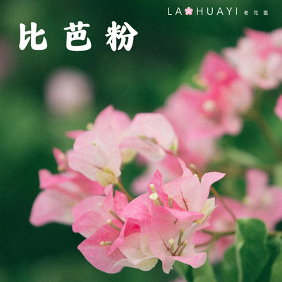 比巴粉三角梅喜光易养护室内室外庭院花卉观赏植物