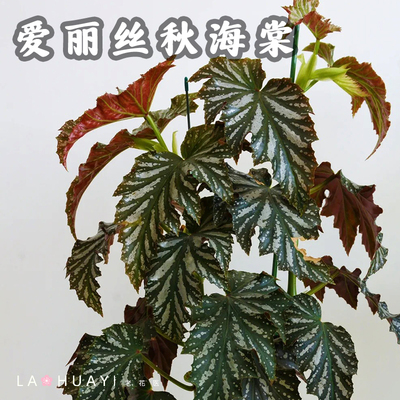 【热植馆】爱丽丝秋海棠盆栽地栽花卉植物好看易养庭院植物