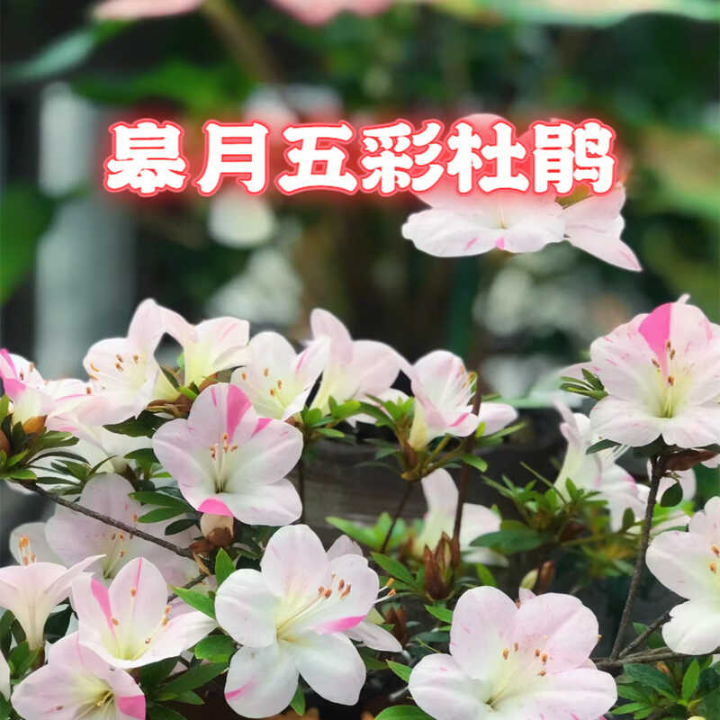 【老花医】皋月五彩杜鹃多色四季开花庭院我是花卉植物多色易生养