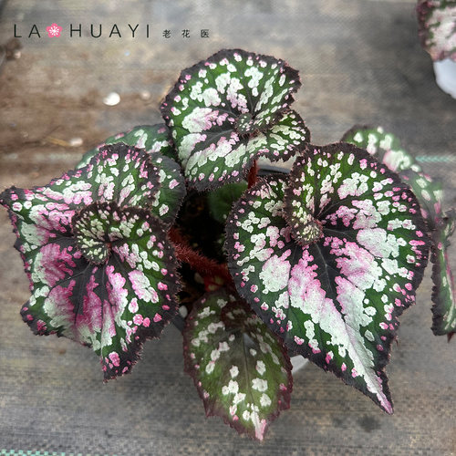 【热植馆】圣诞蜗牛秋海棠栽室内好养多巴胺风格绿植