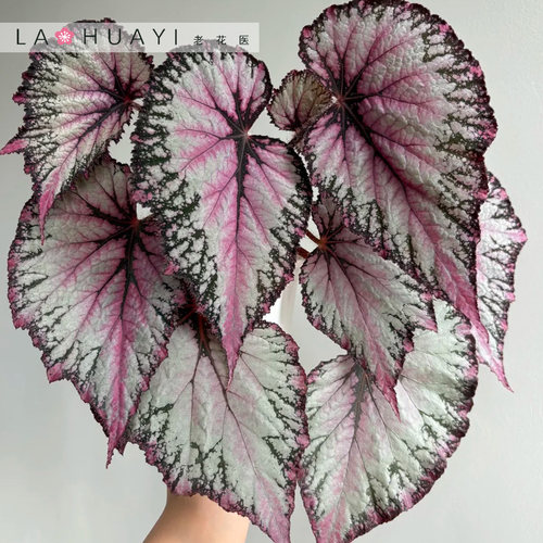 【热植馆】二月秋海棠热带植物绿植花卉植物室内高端植物观赏趣味