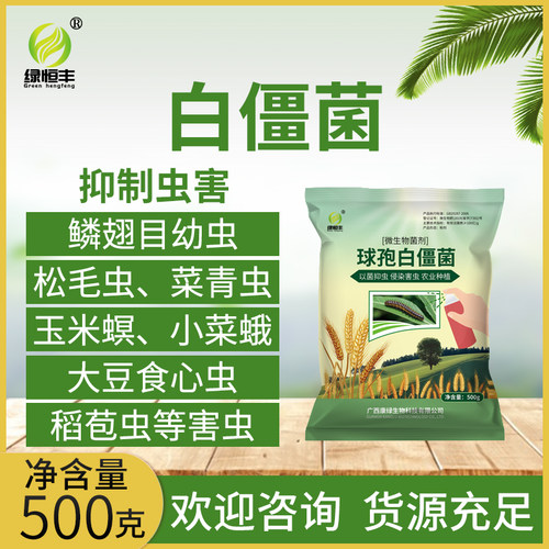 绿恒丰球孢白僵菌原粉100亿g菜青虫天牛松毛虫专业种植微生物菌剂