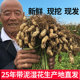 2025年新鲜干花生带壳生花生白沙小籽粉红皮带泥鲜花生可水煮