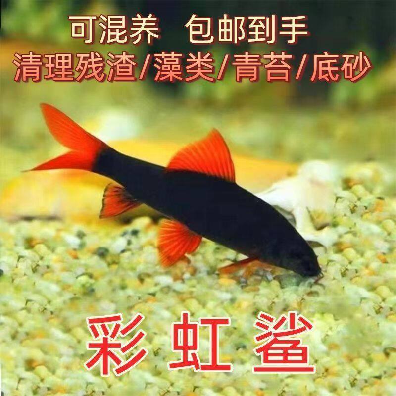 彩虹鲨粉红鲨清道夫鱼小型热带观赏鱼淡水好养鱼缸清洁工具鱼除藻