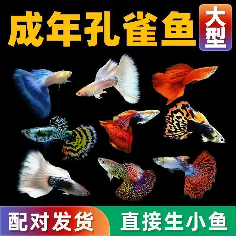 孔雀鱼孕母大号品种观赏鱼小型热带鱼活体淡水好养耐活凤尾大耳朵