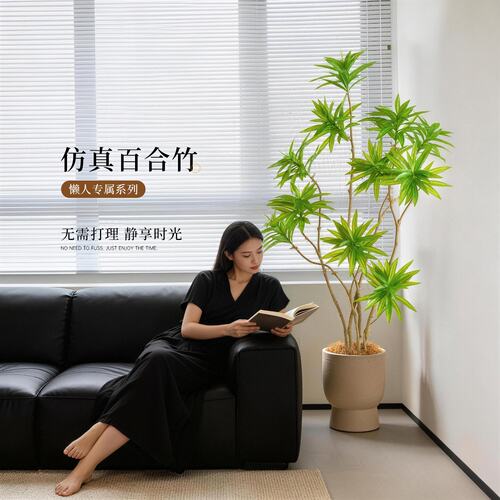 再也养不死的百合竹不发黄不掉叶