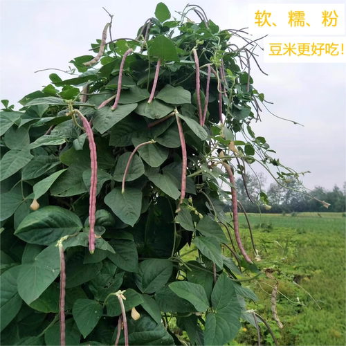 当季新鲜豇豆鲜嫩软糯营养拉满！