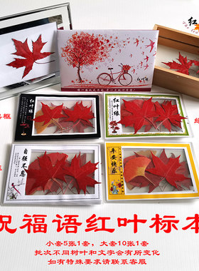 香山红叶枫叶标本旅游礼品卡片