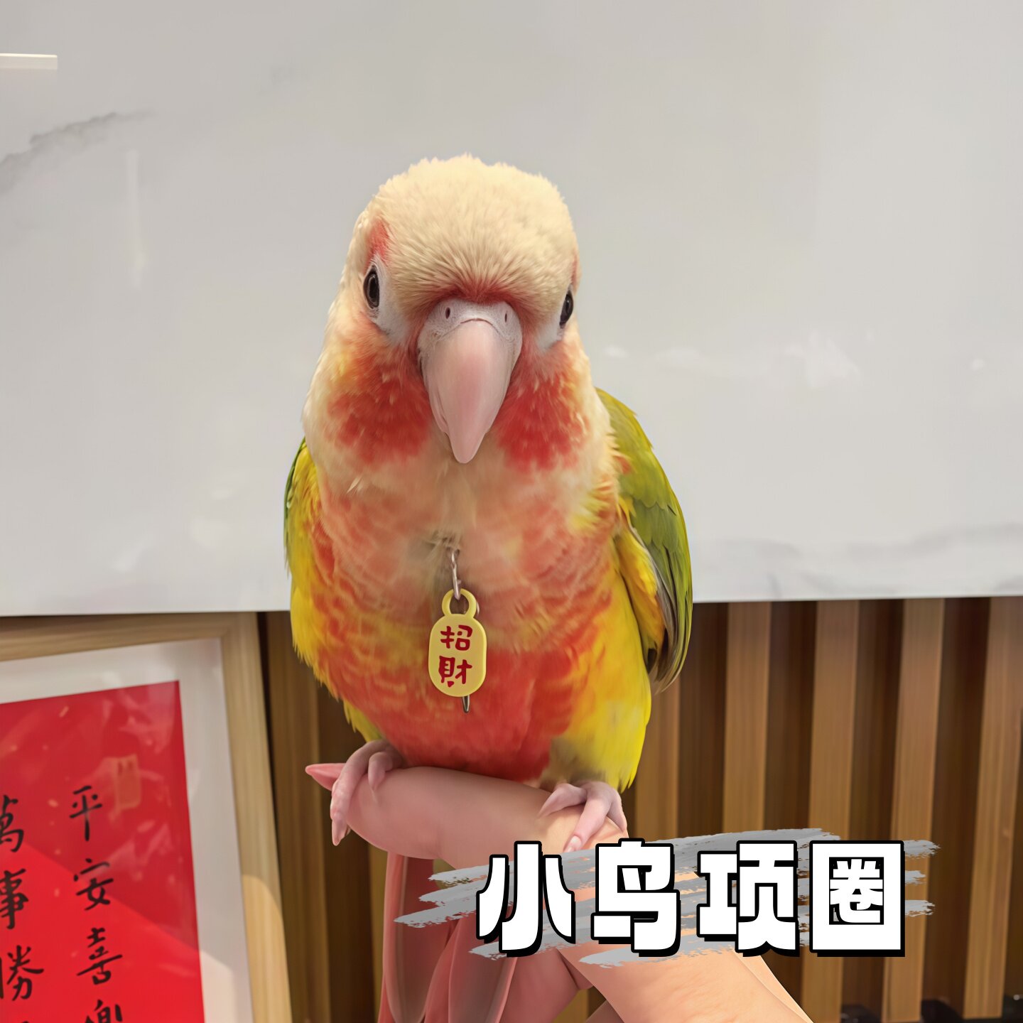 小太阳玄凤鹦鹉项圈不伤脚鹦鹉放飞外出牵引绳鸟脖圈鹦鹉小鸟用品