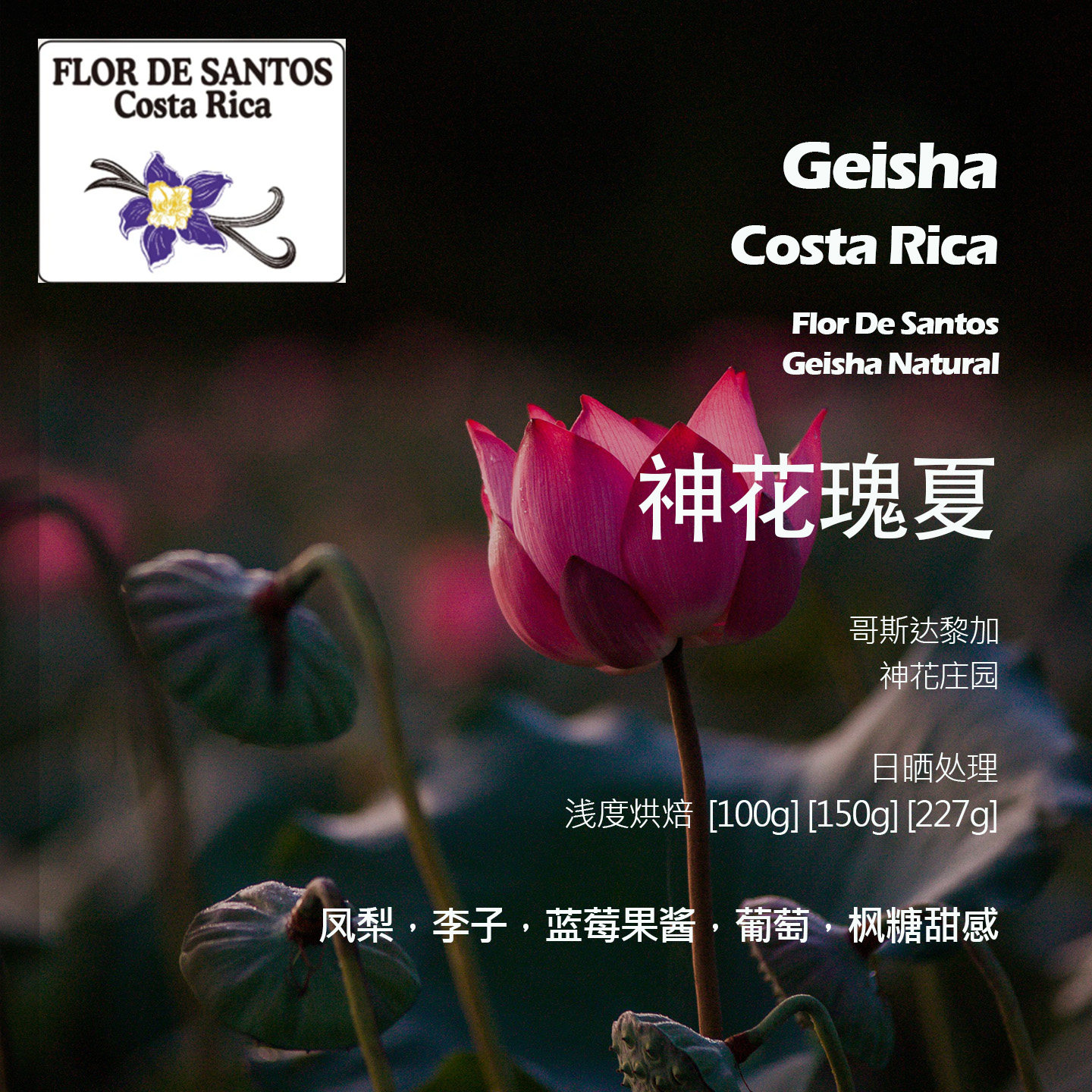 哥斯达黎加神花庄园瑰夏日晒手冲单品咖啡豆新鲜浅烘凤梨李子