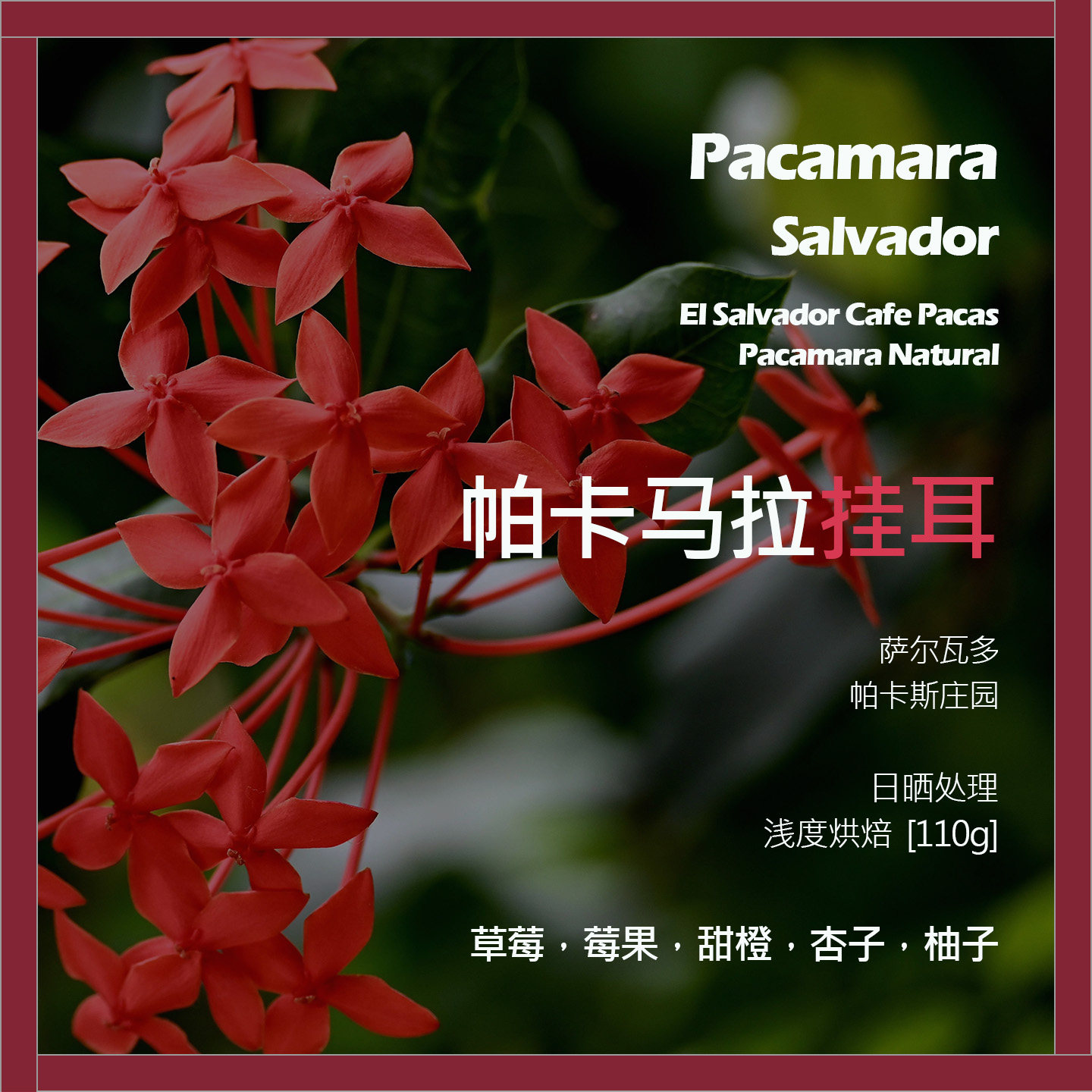 挂耳萨尔瓦多帕卡斯庄园帕卡马拉日晒单品咖啡豆新鲜浅烘杏子柚子