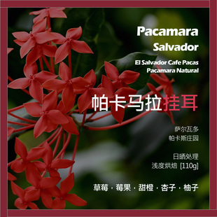 挂耳萨尔瓦多帕卡斯庄园帕卡马拉日晒单品咖啡豆新鲜浅烘杏子柚子
