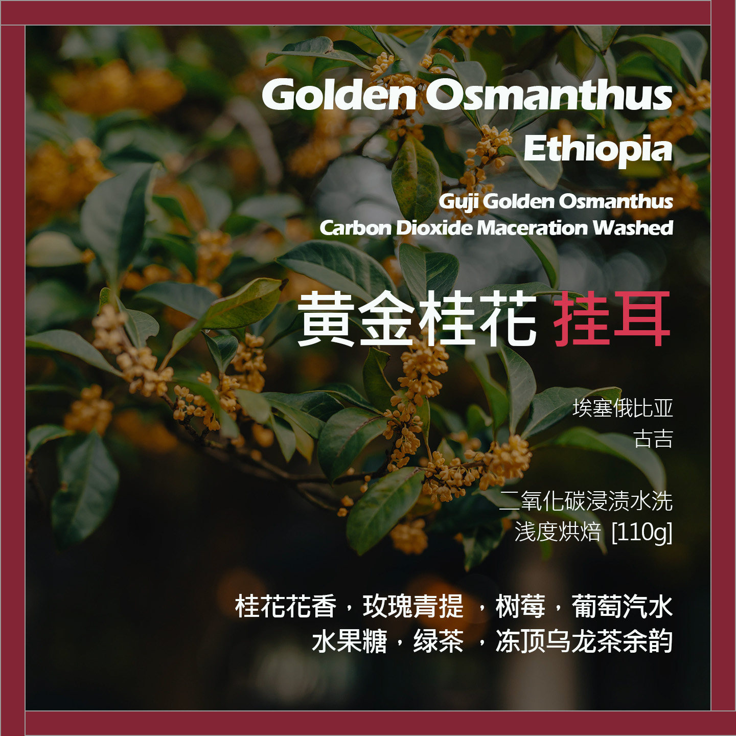 挂耳埃塞俄比亚古吉黄金桂花二氧化碳浸渍水洗单品咖啡豆新鲜浅烘