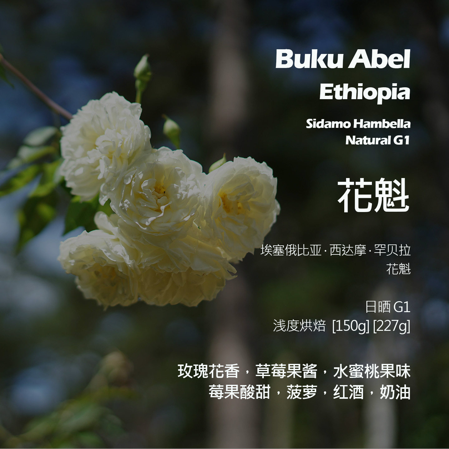 埃塞俄比亚西达摩罕贝拉花魁日晒G1手冲单品咖啡豆新鲜浅烘奶油