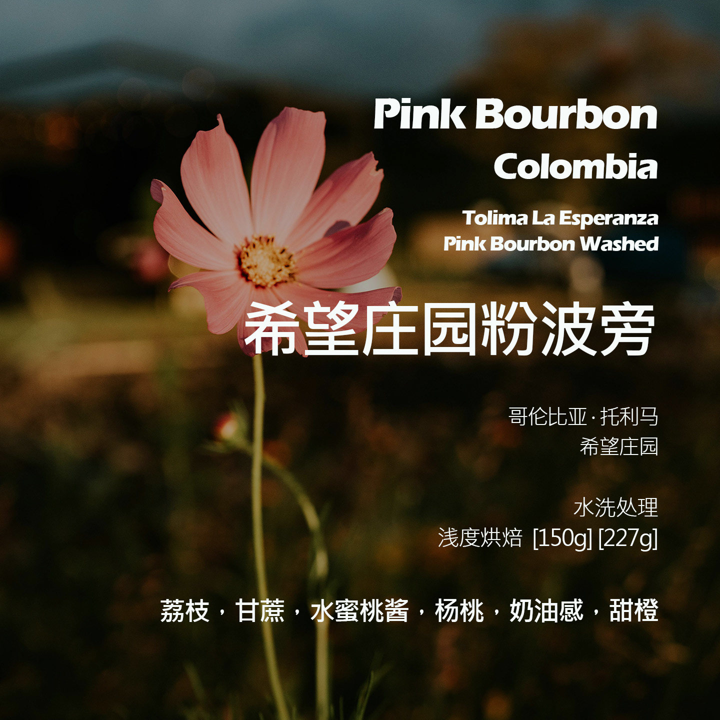 哥伦比亚希望庄园粉波旁水洗手冲单品咖啡豆新鲜浅烘甘蔗杨桃甜橙