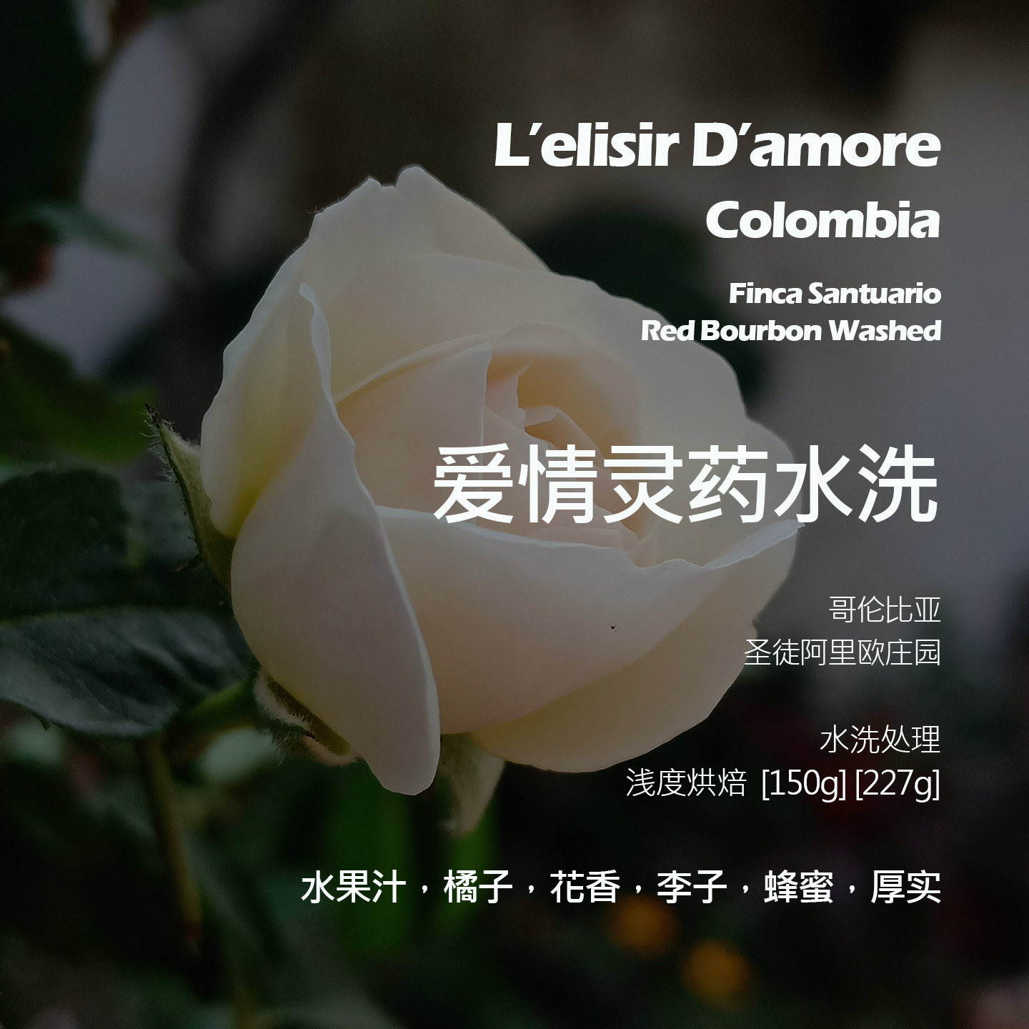 哥伦比亚圣徒阿里欧庄园红波旁爱情灵药水洗手冲单品咖啡豆浅烘