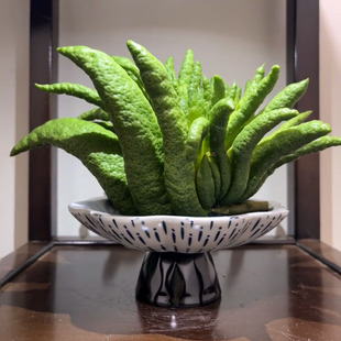 云南超大佛手果清供拜拜观赏佛手柑新鲜现摘福寿果水培把玩闻香