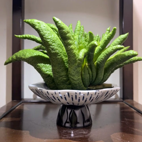 现摘佛手柑佛手观赏果福寿果超大