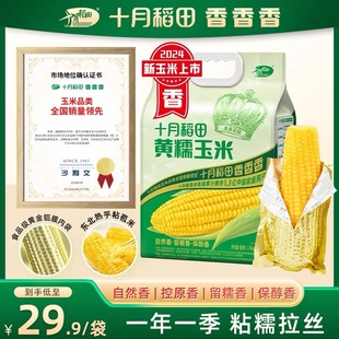 十月稻田玉米黄糯白糯黑玉米段香甜软糯东北粘苞米可拉丝真空包装
