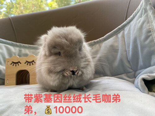 龙猫长毛短毛活体仅限北京地区包闪送其他地区运费