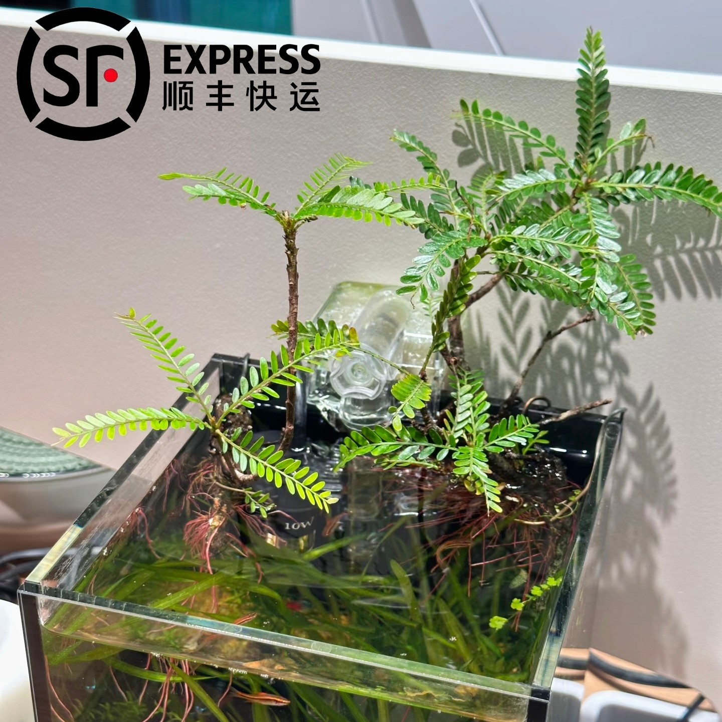 精品海岛叶下珠裸根苗绿植室内外鱼缸龟缸造景优美绿植