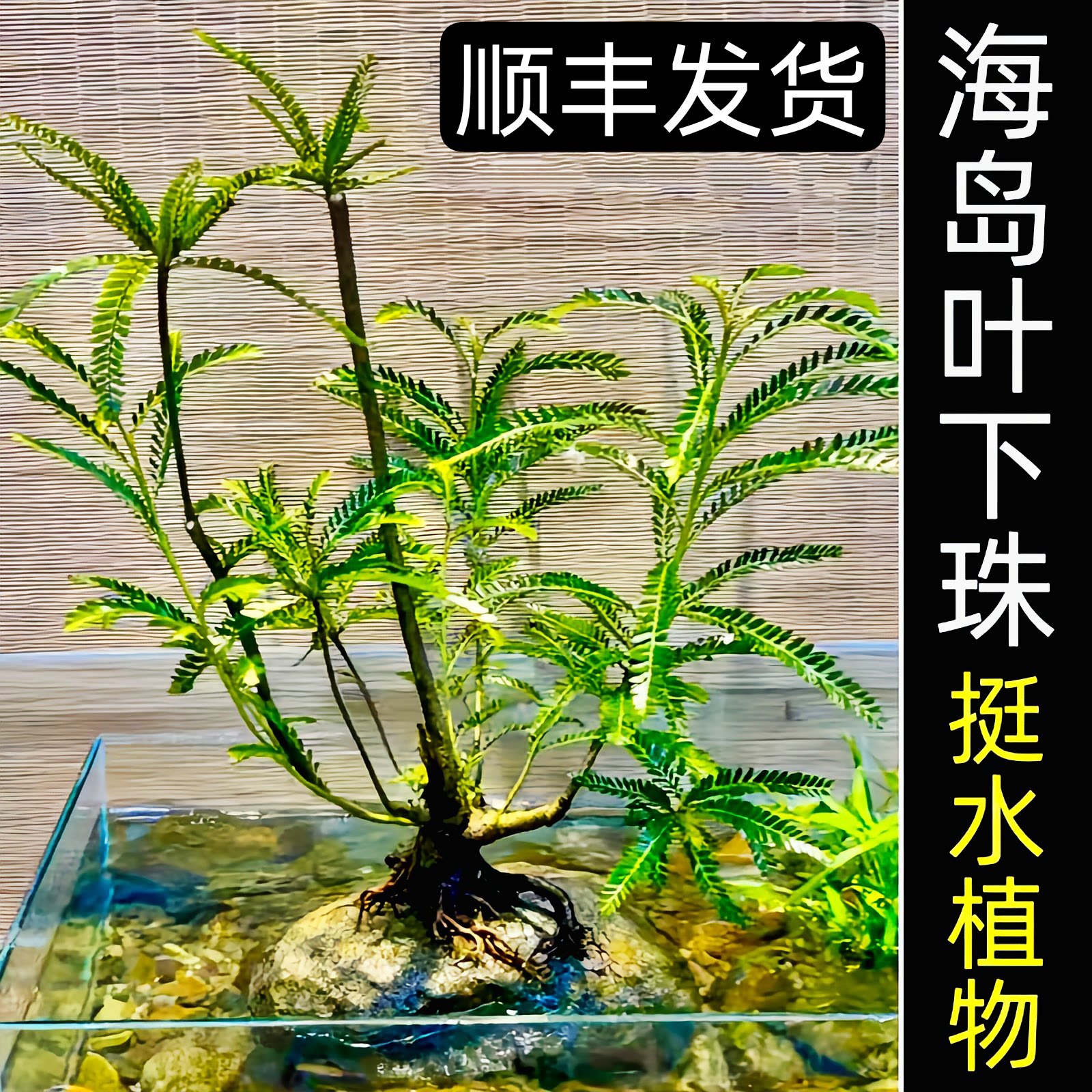 海岛叶下珠盆景室内外造景溪流鱼缸龟缸山水假山摆件水培土培精品