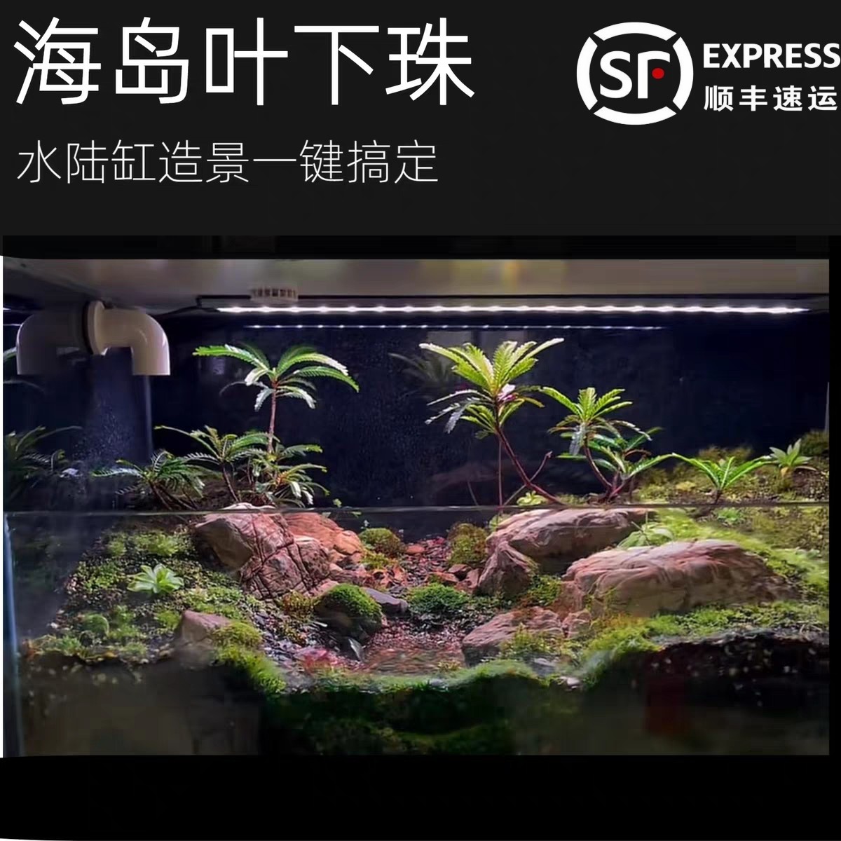 海岛叶下珠裸根苗水陆缸绿植盆栽盆景水景缸水陆缸造景水培土培