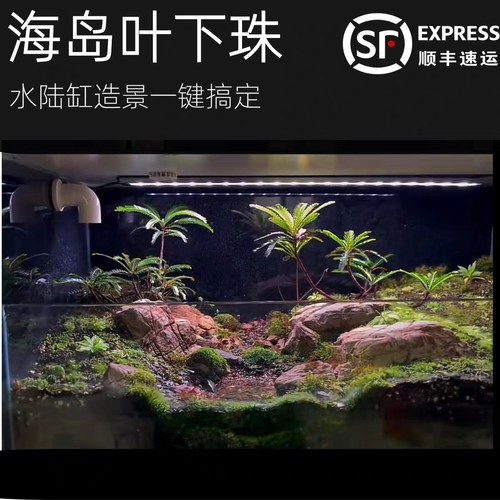 海岛叶下珠裸根苗水陆缸绿植盆栽盆景水景缸水陆缸造景水培土培