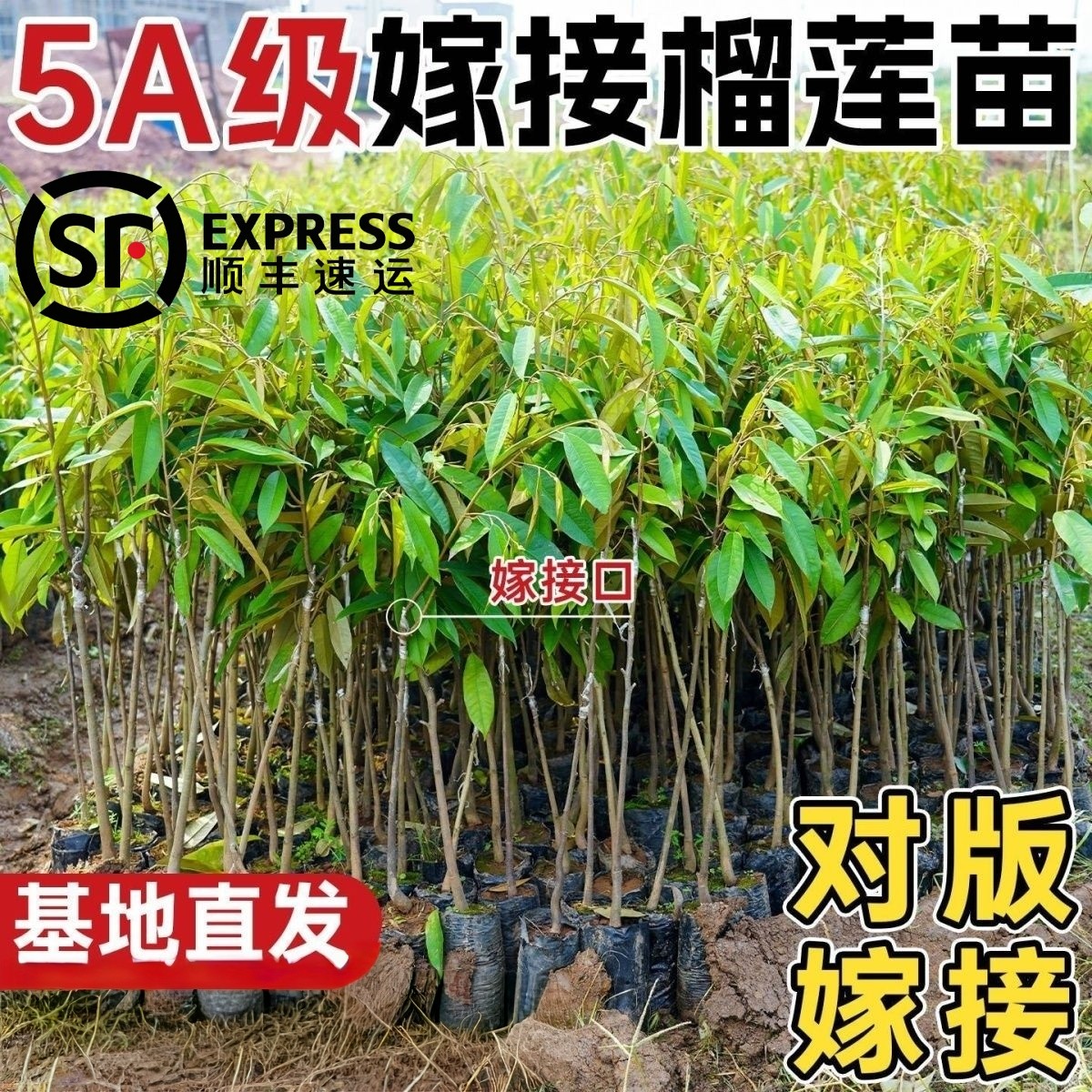 顺丰发货正品榴莲树苗盆栽地栽进口大果金枕头猫山带土带叶种苗