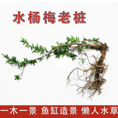一物一拍选款庭院精品水杨梅老桩溪边水培盆景鱼缸水陆缸造景
